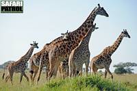 Giraffer i Moru Kopjes. (Serengeti National Park, Tanzania)