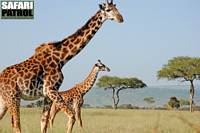 Giraffer i Moru Kopjes. (Serengeti National Park, Tanzania)