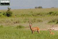 Rrbockar i Moru Kopjes. (Serengeti National Park, Tanzania)