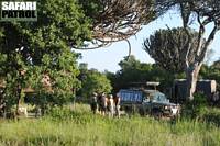 Djurskdningstur planeras. (Serengeti National Park, Tanzania)