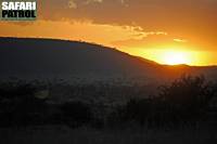 Solnedgng. (Serengeti National Park, Tanzania)