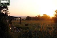 Mobil camp i Moru Kopjes. (Serengeti National Park, Tanzania)