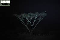 Maraboustork i akaciatopp i nattmrkret. (Serengeti National Park, Tanzania)