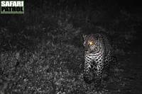 Leopard i nattmrkret i Moru Kopjes. (Serengeti National Park, Tanzania)