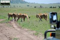 Lejon vid Oldoinyo Olobaye. (Serengeti National Park, Tanzania)