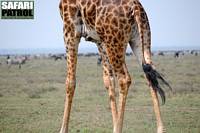 Giraff, zebror och gnuer p Kusinisltten. (Serengeti National Park, Tanzania)