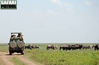 Ett av gruppens fordon i migrationen p Kusinisltten. (Serengeti National Park, Tanzania)