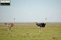 Strutsar. (Serengeti National Park, Tanzania)