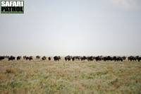 Gnuer p vandring ver Kusinisltten. (Serengeti National Park, Tanzania)