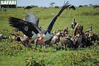 Maraboustork och vitryggad gam slss om kttbit vid kadaver. (Serengeti National Park, Tanzania)