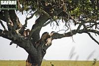 Leopard i korvtrd. (Serengeti National Park, Tanzania)