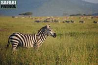 Zebror i Moru Kopjes. (Serengeti National Park, Tanzania)