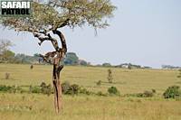 Leopard i Moru Kopjes. (Serengeti National Park, Tanzania)