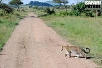 Leopard i Moru Kopjes. (Serengeti National Park, Tanzania)