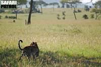 Leopard i Moru Kopjes. (Serengeti National Park, Tanzania)