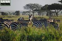 Zebror i Moru Kopjes. (Serengeti National Park, Tanzania)