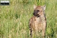 Hyena. (Serengeti National Park, Tanzania)