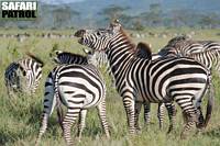 Zebror i Moru Kopjes. (Serengeti National Park, Tanzania)