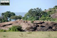 Lejonflock i Moru Kopjes. (Serengeti National Park, Tanzania)