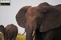 Elefanter. (Tarangire National Park, Tanzania)