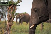 Elefanter. (Tarangire National Park, Tanzania)