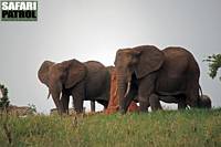 Elefanter. (Tarangire National Park, Tanzania)