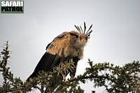 Sekreterarfgel. (Serengeti National Park, Tanzania)