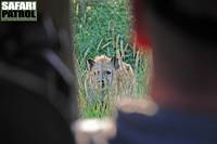 Hyena. (Serengeti National Park, Tanzania)