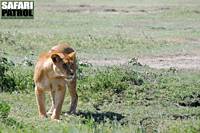 Lejon. (Ngorongoro Conservation Area, Tanzania)