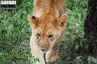 Lejon. (Serengeti National Park, Tanzania)