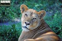 Lejon. (Ngorongoro Conservation Area, Tanzania)