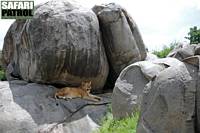 Lejon i Maasai Kopjes. (Serengeti National Park, Tanzania)