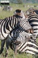 Brkande zebror i Moru Kopjes. (Serengeti National Park, Tanzania)