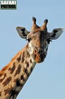 Portrtt av giraff 1. (Serengeti National Park, Tanzania)
