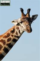 Portrtt av giraff 2. (Serengeti National Park, Tanzania)