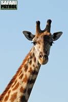 Portrtt av giraff 3. (Serengeti National Park, Tanzania)