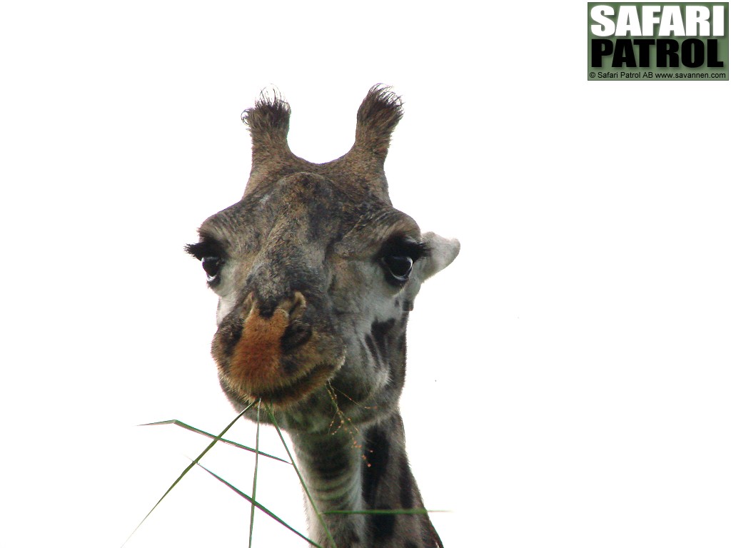 Portrtt av en massajgiraff. (Serengeti National Park, Tanzania)