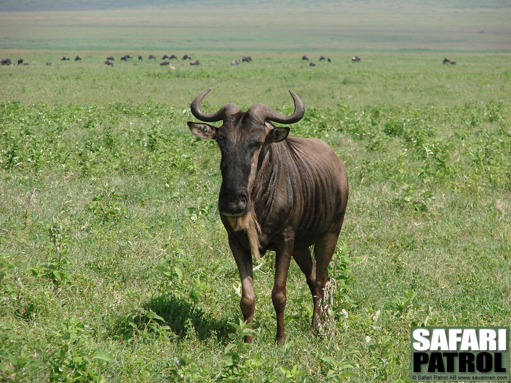 Gnu. (Ngorongorokratern, Tanzania)