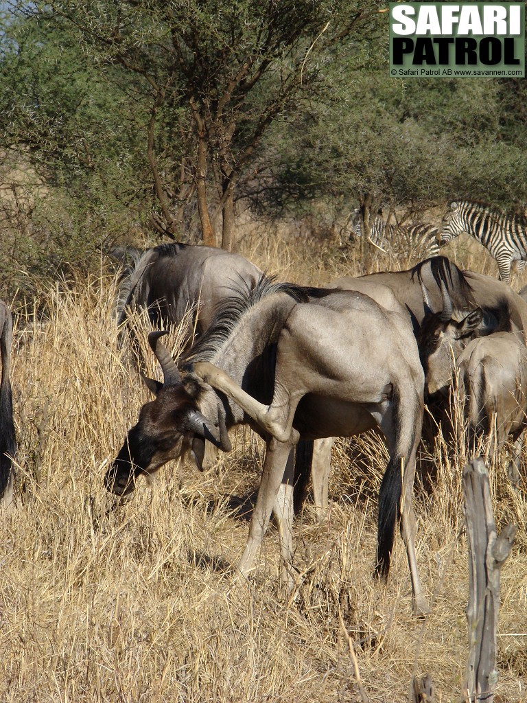 Gnuer. (Tarangire National Park, Tanzania)