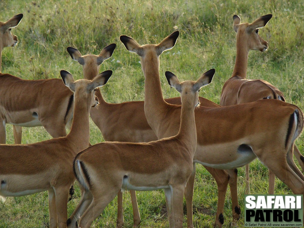 Impalaantiloper. (Seronera i Serengeti National Park, Tanzania)