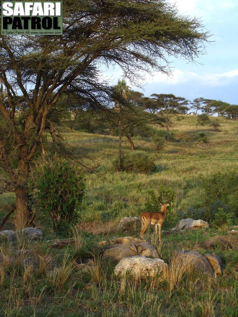 Impalaantilop. (Tarangire National Park, Tanzania)