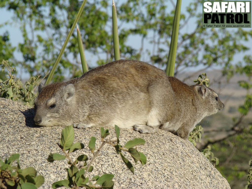 Klippgrvlingar p en kopje (granit). (Seronera i Serengeti National Park, Tanzania)