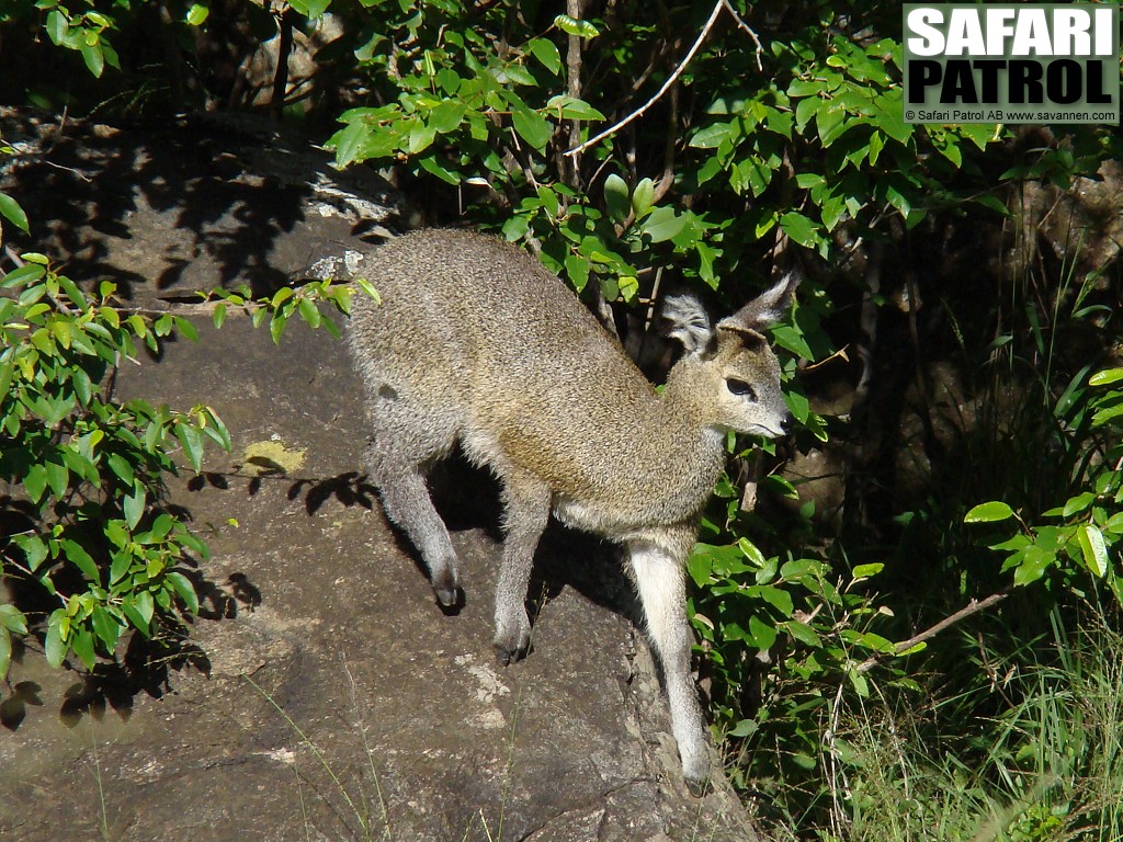 Klippspringare. (Lobo i norra Serengeti National Park, Tanzania)