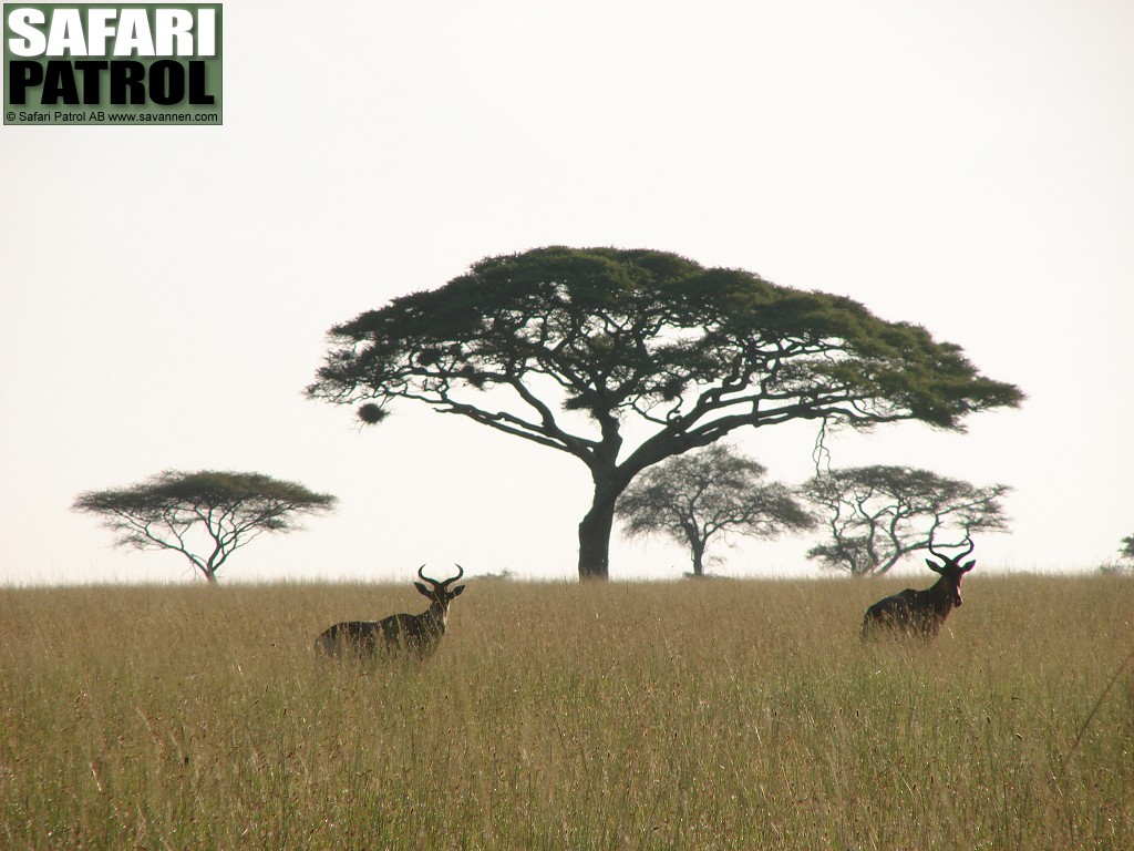Koantiloper. (Serengeti National Park, Tanzania)