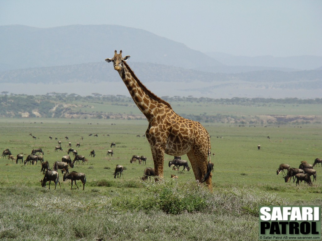 Giraff och gnuer. (Ngorongoro Conservation Area, Tanzania)