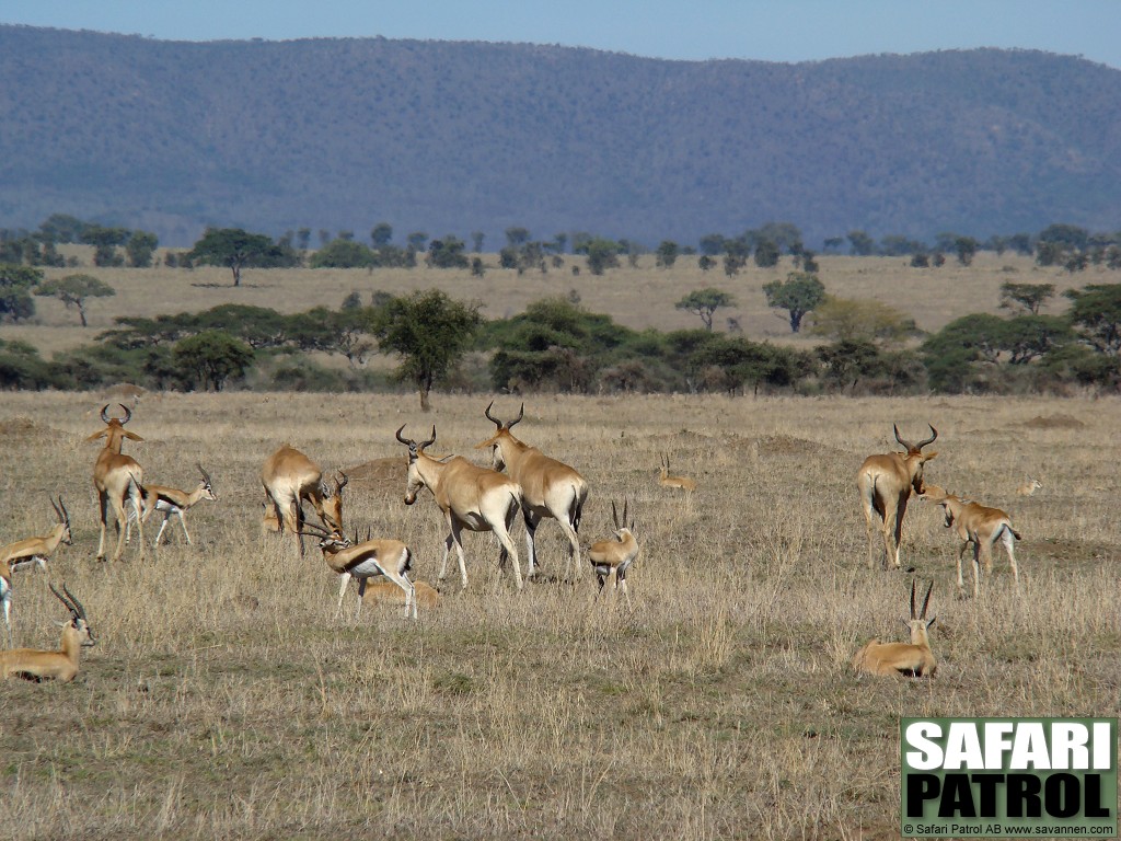 Koantiloper och Thomsons gaseller. (Serengeti National Park, Tanzania)