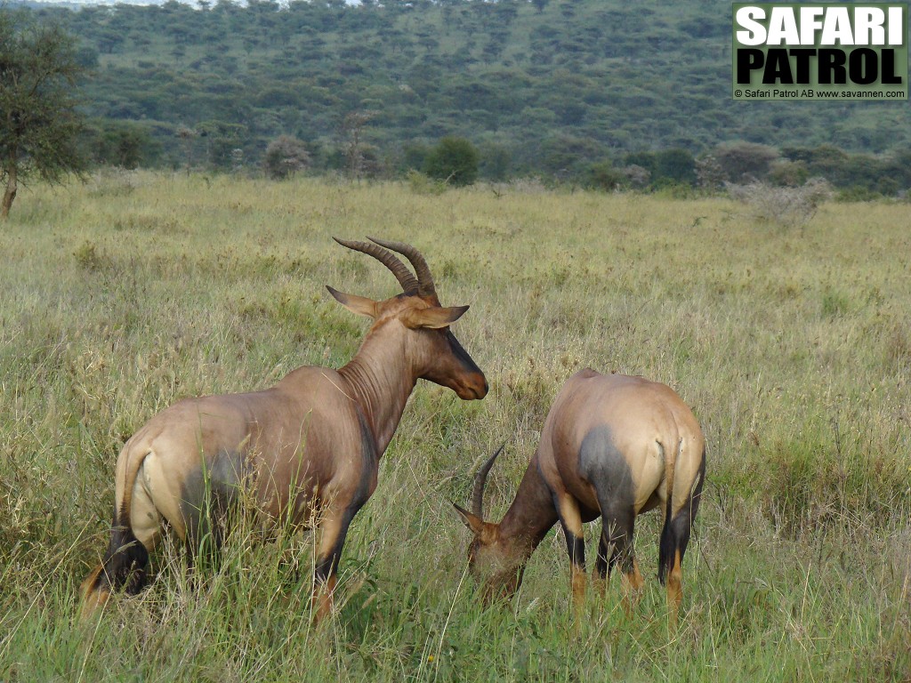 Topiantiloper. (Centrala Serengeti National Park, Tanzania)
