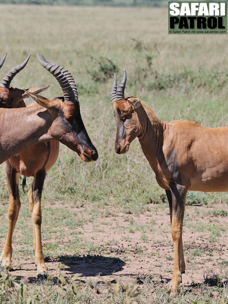 Topiantiloper. (Serengeti National Park, Tanzania)