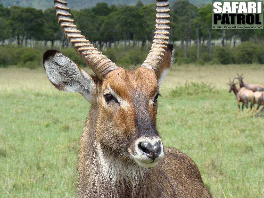 Vattenbock. I bakgrunden topiantiloper. (Masai Mara National Reserve, Kenya)