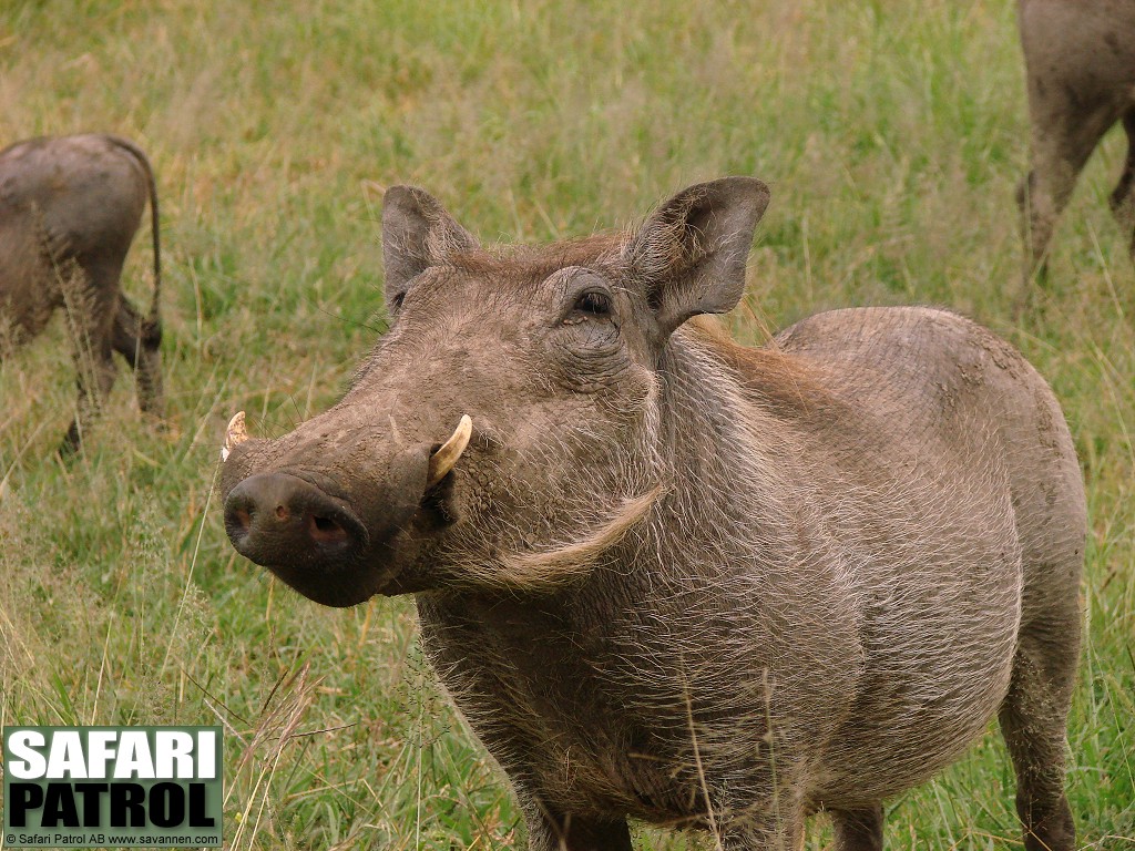 Vrtsvin. (Serengeti National Park, Tanzania)